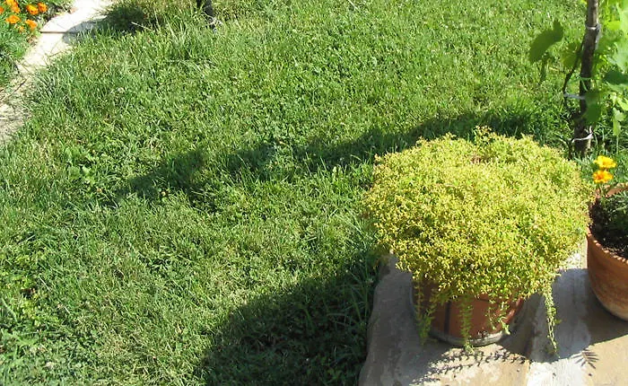 Vendégház Victoria Sinemorets